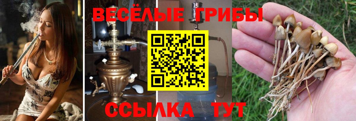 Галлюциногенные грибы Psilocybine cubensis Геленджик